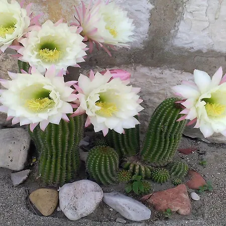 Apartman Courtyard In Town