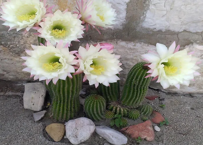 Apartamento Courtyard In Town